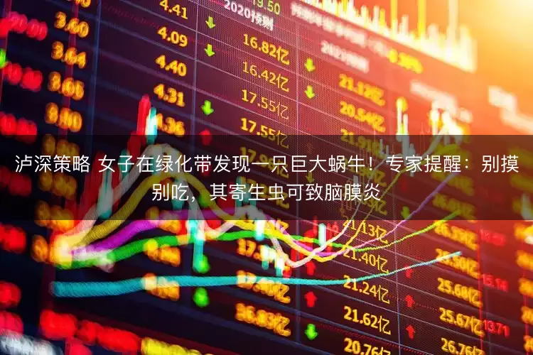 泸深策略 女子在绿化带发现一只巨大蜗牛！专家提醒：别摸别吃，其寄生虫可致脑膜炎